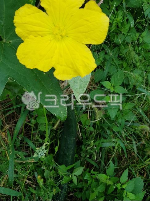 수세미,수세미꽃,식물,노란색꽃,flower,열매