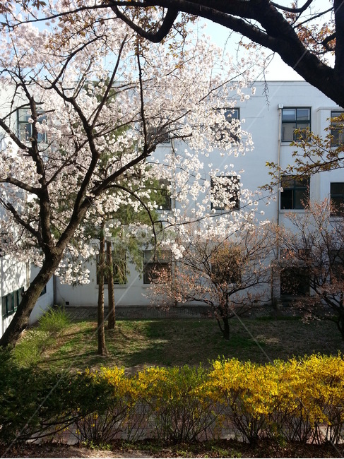 식물,blossom,꽃,flower,봄