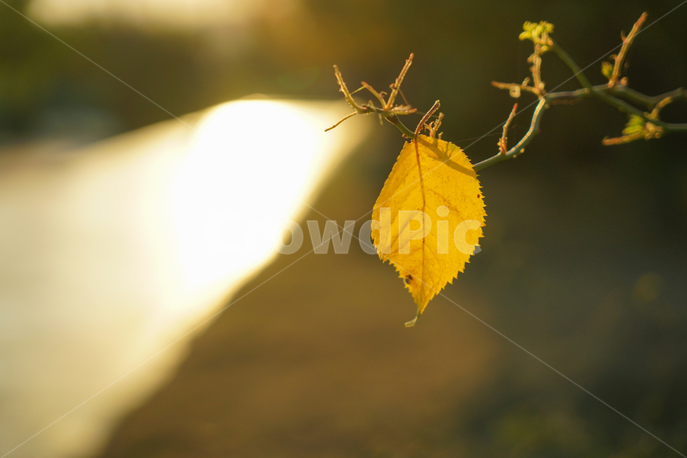 단풍,낙엽,나뭇잎,가을,나뭇가지,햇살,빛살,가을,계절,fall,autumn,season,식물,자연,plants,nature,veins,정맥