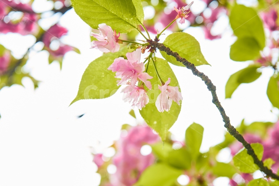 겹벚꽃,봄,핑크,꽃,cherryblossom,감성,spring,봄,계절,spring,season,plant,식물,leaf,잎