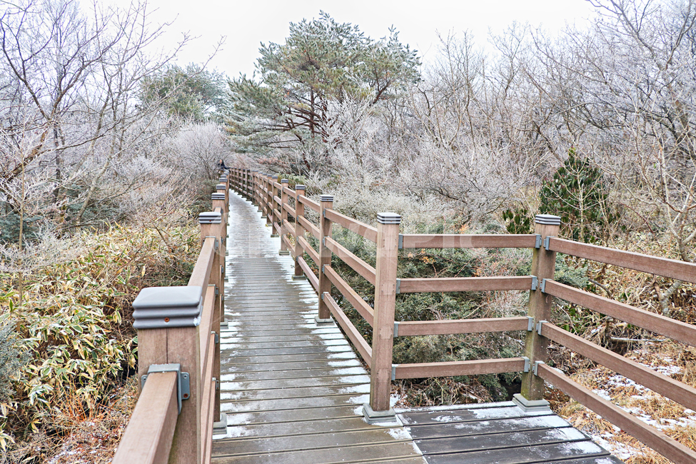 제주도,한라산,1100고지,한라산1100고지,설경,눈꽃,습지,겨울,겨울풍경,눈,snow,자연,옥외,nature,outdoors,난간,다리,산책로,boardwalk,bridge