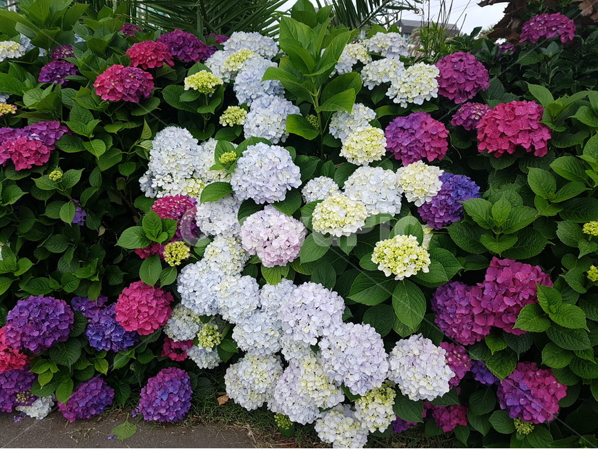 제주도,제주,꽃,수국,들꽃,자연,힐링,식물,자연,plants,nature,꽃,flower