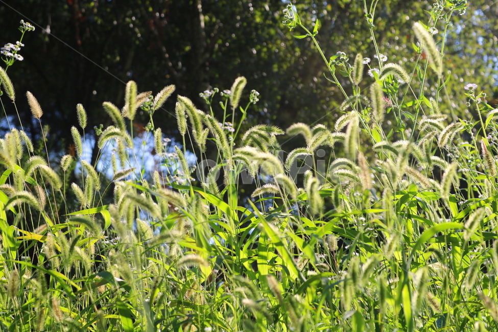 강아지풀,풀,잡초,벼과,식물,자연,구미초,낭미초,개꼬리풀,식물,자연,plants,nature