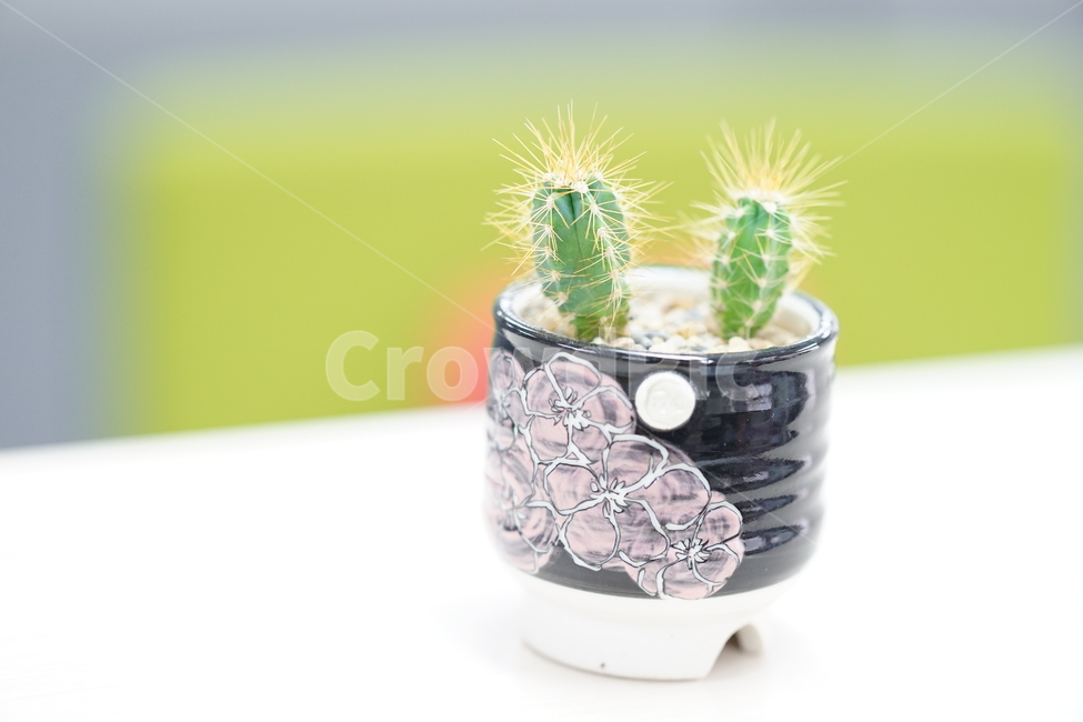 선인장,화분,화초,취미,식물,생명,가시,식물,자연,plants,nature,실내용화초,화분,화초,house plant