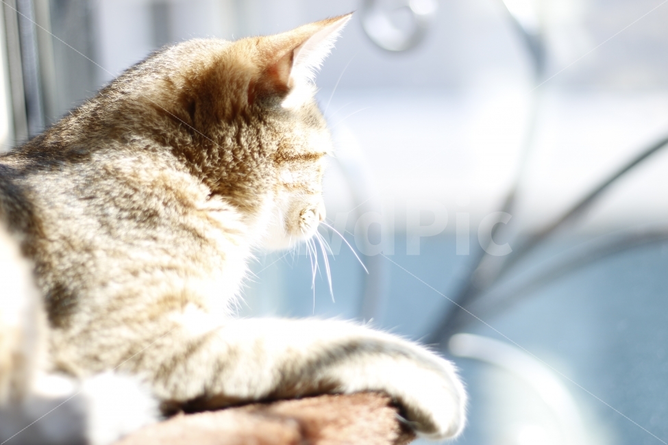 고양이,반려동물,유기묘,길냥이,애완동물,cat,pet,kitten,아기고양이,코숏,코리안숏헤어,동물,animal,캣타워,캣워커,캣폴,햇살,햇볕,일광욕,sunshine,휴식,힐링,rest,relaxation,healing,동물,animal,포유류,mammal,고양이,cat,kitten,kitty