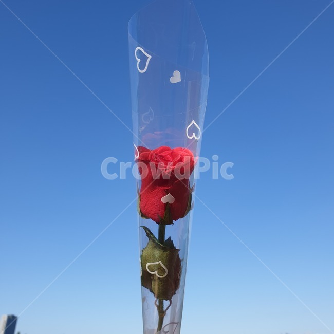 꽃,flower,하늘,sky,장미,rose,성년의날,선물,20살,대학,꽃,flower,기념일,축하,anniversary,congratulation,celebrate,celebration