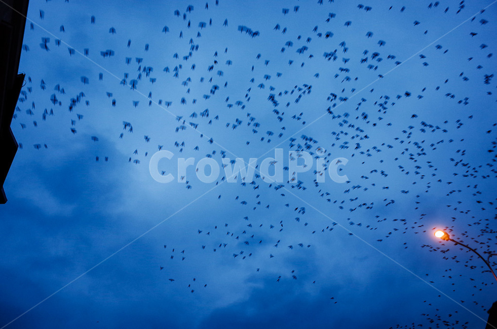 코소보,kosovo,프리슈티나,도심,세때,자연,풍경,nature,landscape,animal,동물,flock,대군
