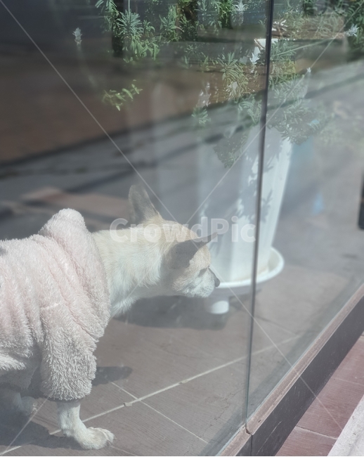 개,강아지,문,dog,햇살