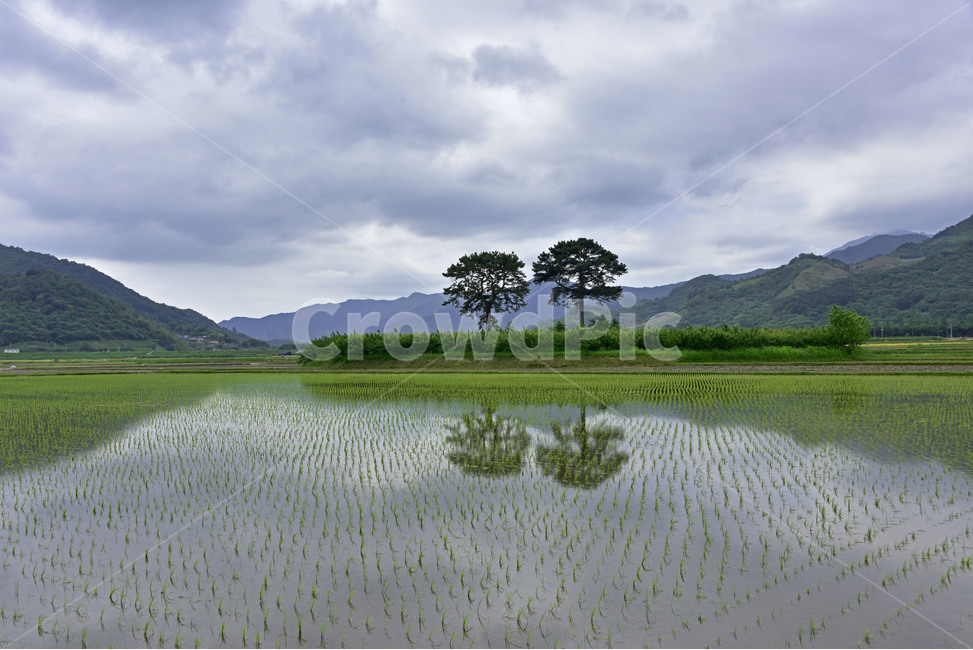 소나무,redpine,부부송,임한리,평사리,미인송,적송,금강송,해송,육송,자연,풍경,nature,landscape,한국자연풍경,한국자연경관,korea nature landscape,grassland,목초지,outdoors,옥외,field,들,paddy field,패디 필드