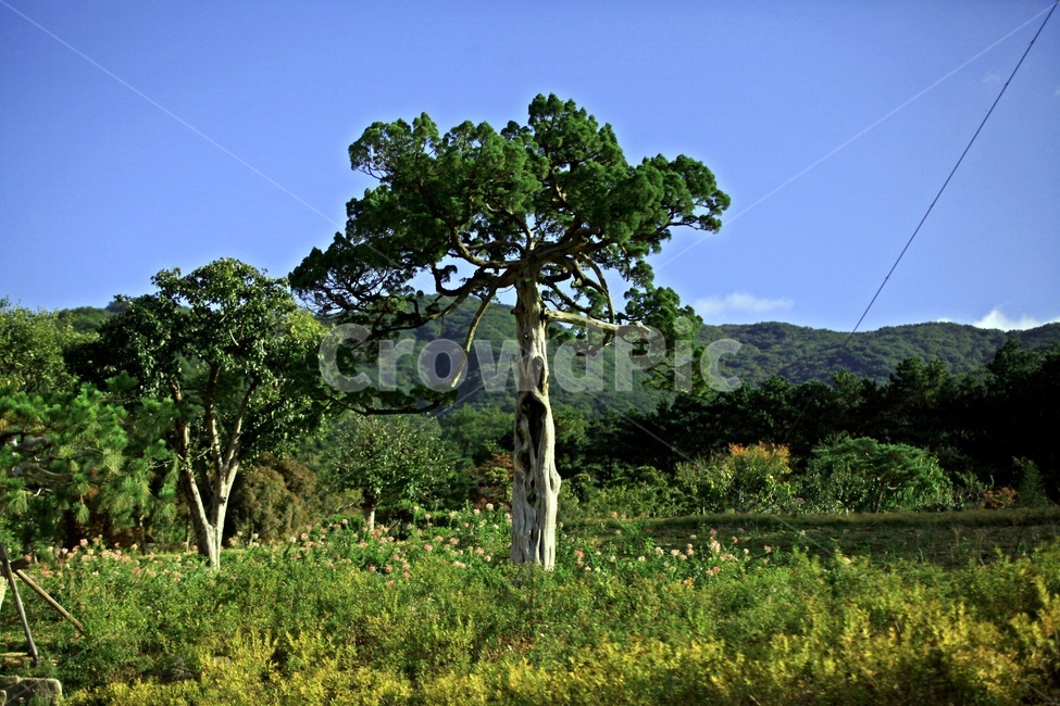 수목원,풍경,식물,나무,자연,식물,자연,plants,nature,나무,trees,wood