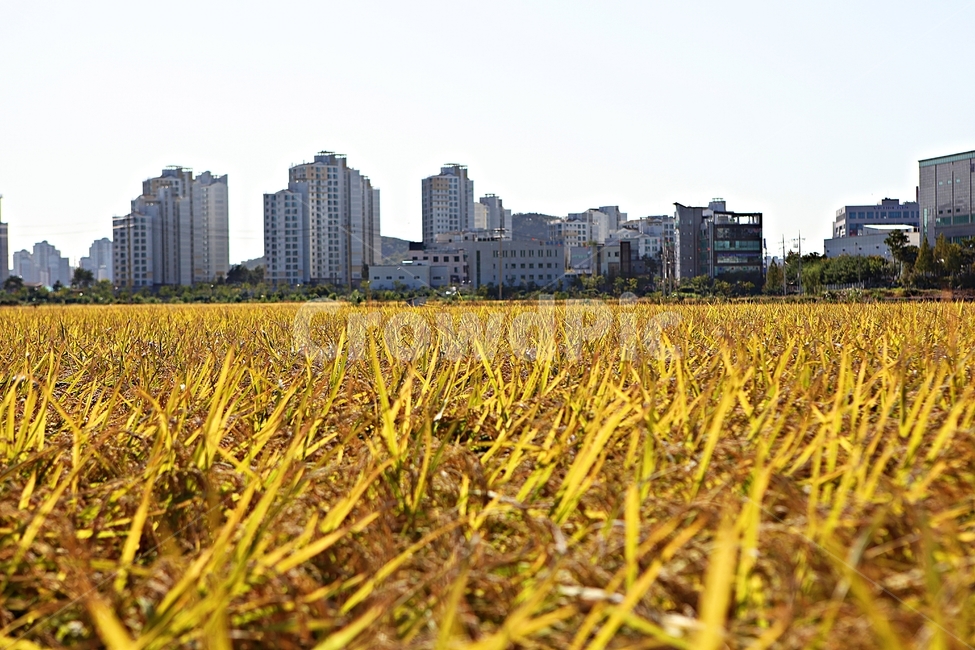벼,이삭,쌀,곡식,추수,가을,먹거리,식물,자연,논,수확,가을,계절,fall,autumn,season,곡류,곡식,cereals,농업,농사,agriculture,farming,farming industry,field,들