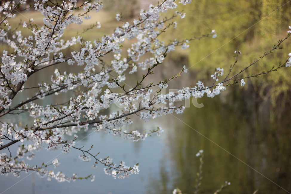 봄,봄꽃,벚꽃,꽃,풍경,봄,계절,spring,season,식물,자연,plants,nature,꽃,flower,plant,blossom