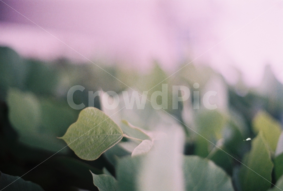 풀,나뭇잎,잎,감성사진,필름사진,감성,필름,초록,식물,자연,plants,nature,감성,sensible,feeling