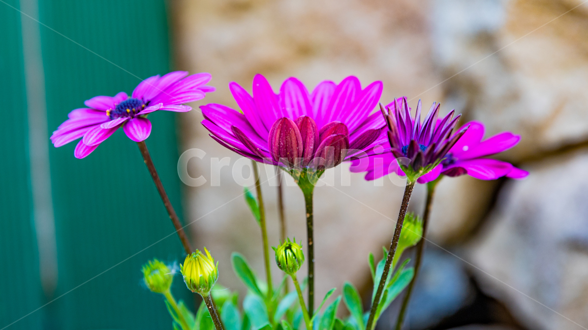 꽃,식물,plant,flower,blossom,식물,자연,plants,nature,꽃,flower