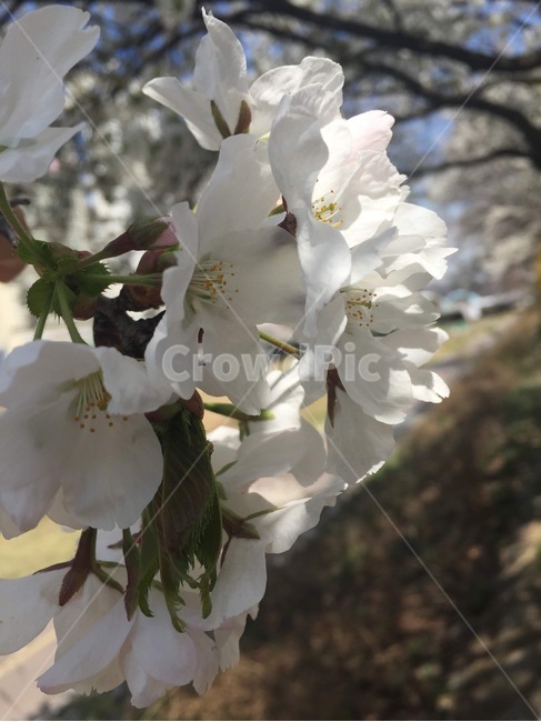 plant,식물,꽃,flower,벚꽃,blossom,tree,나무,봄,spring,봄,계절,spring,season