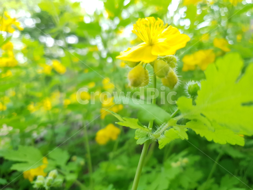 날씨,꽃,도심속꽃,꽃공원,꽃장식,식물,자연,plants,nature,꽃,flower