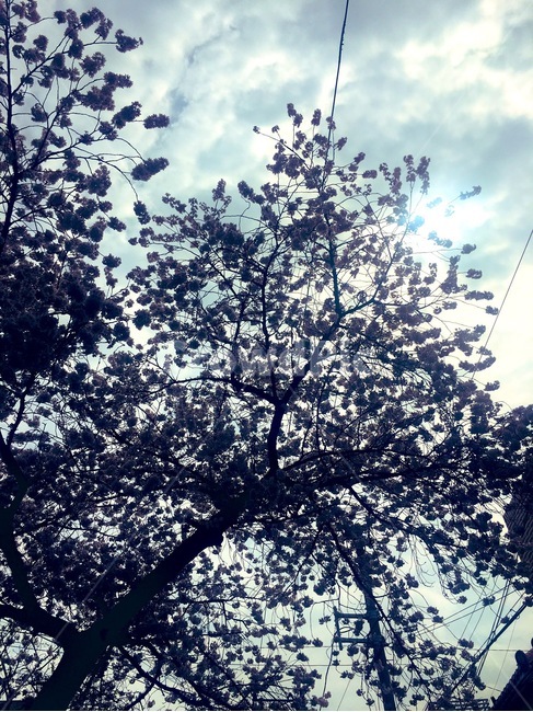 하늘,벚꽃,해,자연,역광,감성적,낮,봄,계절,spring,season,tree,나무,plant,식물