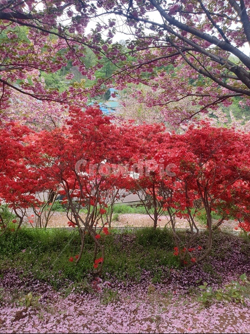 꽃,겹벚꽃,왕벚꽃,철쭉,완산공원,꽃동산