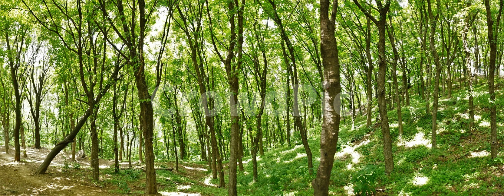 숲,자연,그늘,나무,녹음,녹색,forest,nature,shodow,trees,green,힐링,휴식,시원함,고요함,healing,relaxation,cool,calm,forestbathing,freshness,자연,풍경,nature,landscape,식물,plants,나무,trees,wood,tree,plant