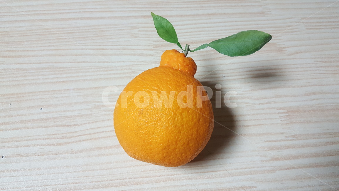 과일,한라봉,특산물,제주도,노란한라봉,음식,식재료,요리,food,cook,meal,dishes,food reserves,과일,열매,fruit