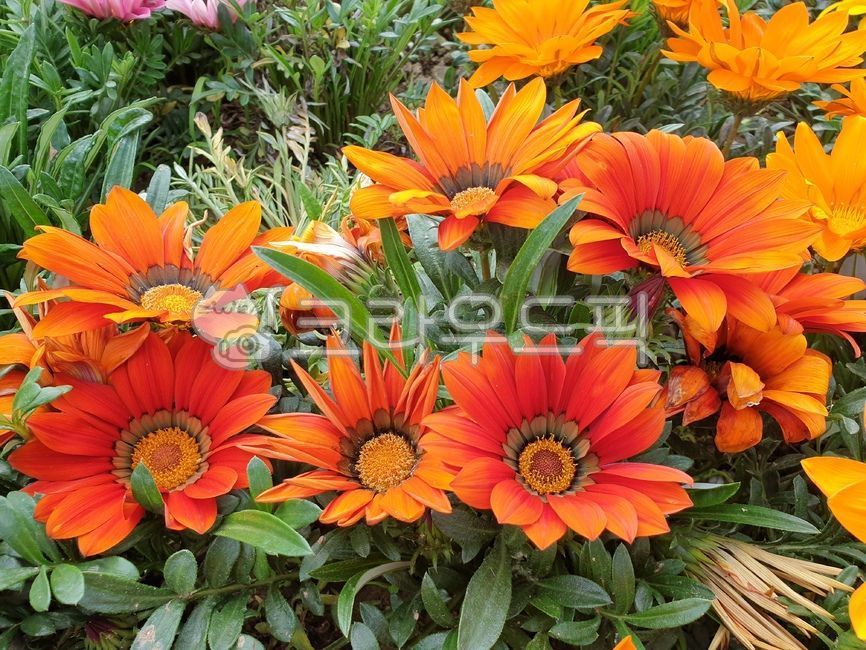 Gazania,Scarlet Gazania,plant,flower