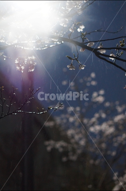 벗꽃,4월,야경,가로등,빛,흰색,봄,계절,spring,season,야경,밤,풍경,nightscape,night,landscape,식물,자연,plants,nature,꽃,flower,비,비오는날,rain,rainy,light,flare,플레어