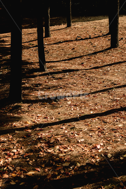 가을,autumn,자연,nature,공원,park,나들이,picnic,야외,outdoor,맑은날,day,식물,plant,ground,바닥,gravel,자갈,road,도로,dirtroad,흙길,나무,tree,그림자,shadow,가을,계절,fall,autumn,season,dirt road