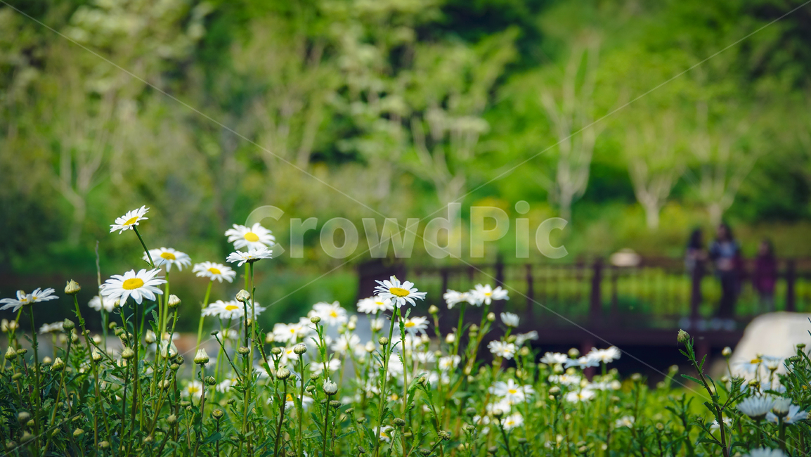 민들레,꽃,봄,야생화,flower,dandelion,자연,식물,민들레꽃,흰민들레