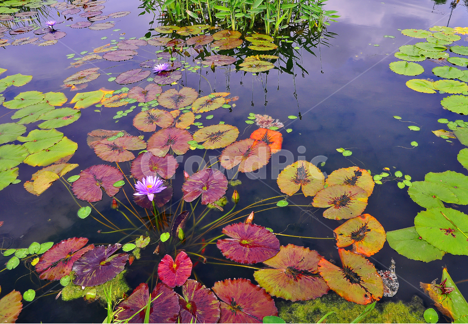 수련,연꽃,꽃,아열대식물,수생식물,여름꽃,호숫가,waterlily,pondlily,식물,연못,아름다운,칼라풀,잎새,꽃송이,꽃봉오리,beautiful,flowers,plant,colorful,water,반영,비치다,그림자,핑크색,주황색,노랑색,빨강색,red,orange,pink,yellow무늬,방사형,식물,자연,plants,nature,꽃,flower