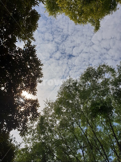 식물,나무,하늘,자연,plant,tree,자연,풍경,nature,landscape,flare,플레어,light,빛