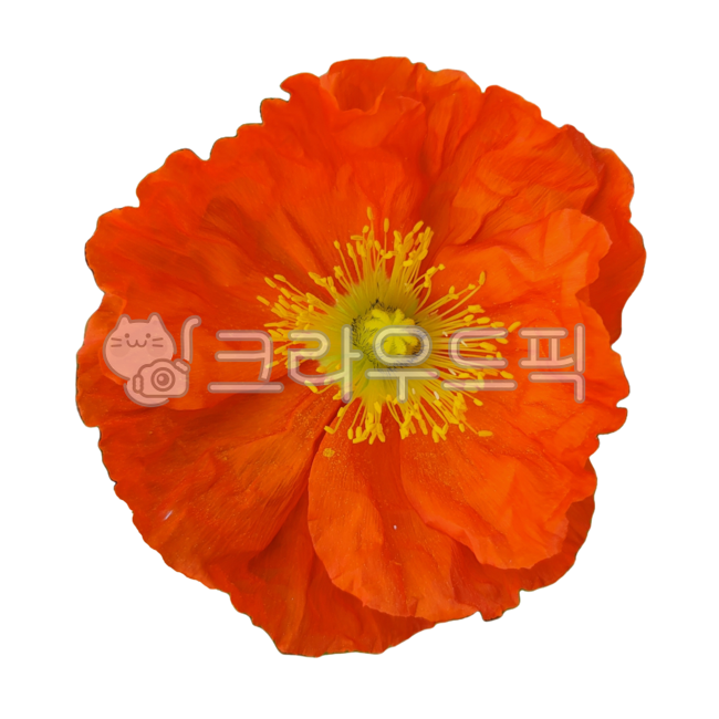 꽃잎,꽃송이,flower,꽃,poppy,양귀비,poppyflower,양귀비꽃,빨간,빨간색,오렌지색,빨강,빨간꽃,빨강색,노랑