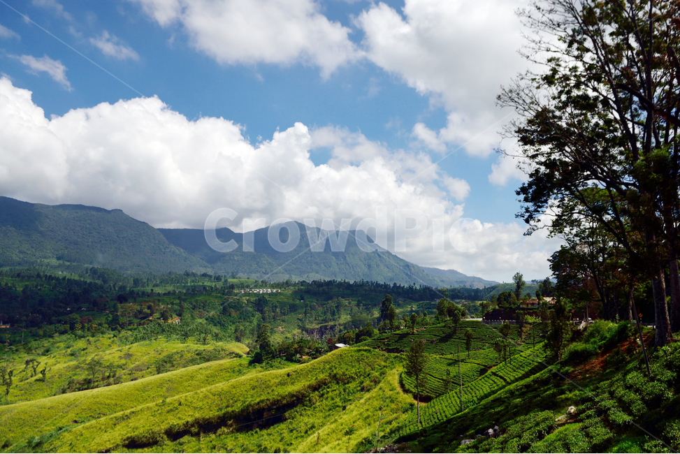 스리랑카,차밭,하톤,srilanka,teaestate,hatton,nature,자연,countryside,실론티,ceylontea