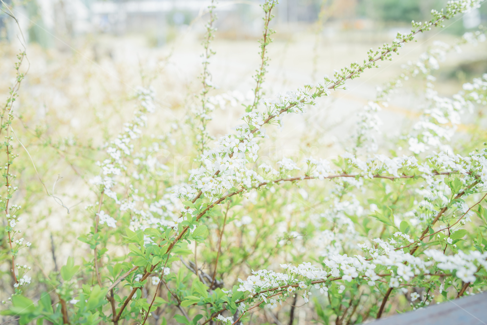 봄,꽃,감성사진,휴식,힐링,풍경사진,풍경,감성,landscape,식물,식물,자연,plants,nature,꽃,flower,휴식,힐링,rest,relaxation,healing