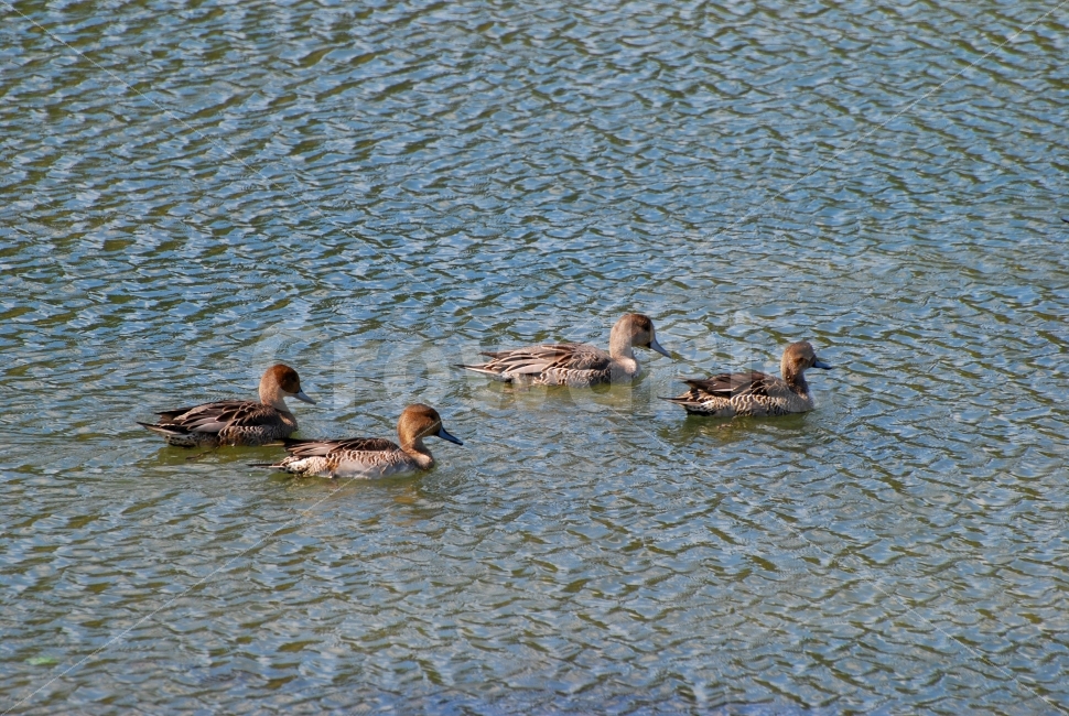 오리,새,조류,철새,흰뺨검둥오리,강,물,헤엄,자연,생태,동물,bird,duck,동물,animal,조류,새,birds
