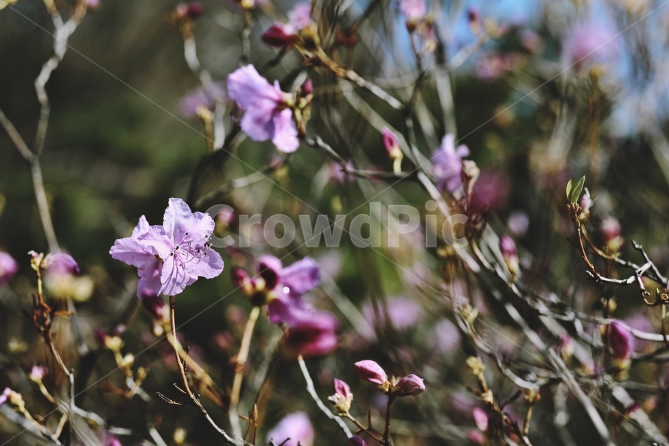 홍매화,flower,pink,tree,apricotflower