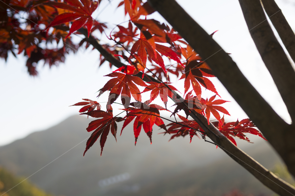 leaf,잎,단풍,maple,나무,식물,가을,가을,계절,fall,autumn,season,plant,tree