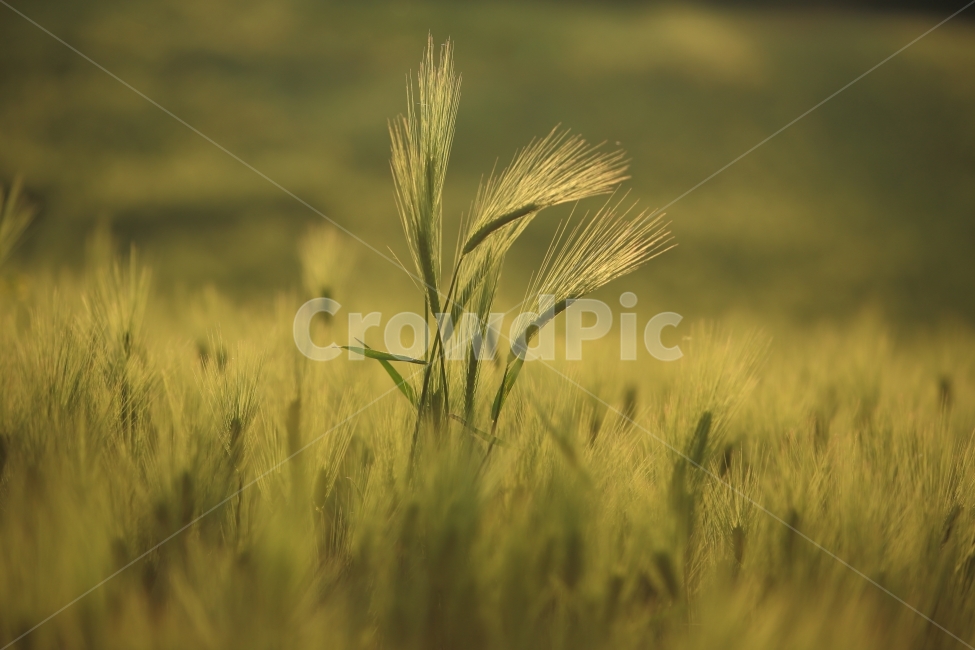 청보리,식물,접사,자연,풍경,식물,자연,plants,nature