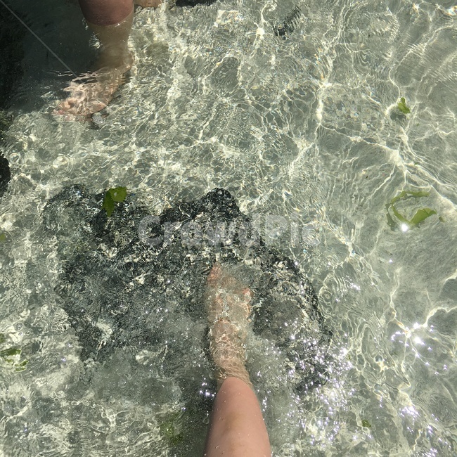 바다,ocean,제주도,여름,발,모래,모래사장,sand,비침,돌,투명한바다,사람,수영,swim,발가락,휴가,summer,sea,해변,자연,시원함,햇빛,sunshine,물결,발담그다,현무암,맑음,투명함,clear,water,foot,jejuisland,rock,cool