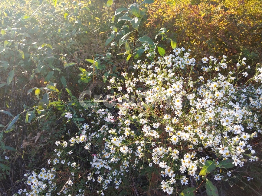 꽃,꽃다발,가을,flower,구절초