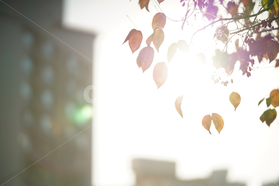 감성,빛,나뭇잎,식물,햇살,계절,풍경,햇빛,잎,나무,느낌,가을,계절,fall,autumn,season,식물,자연,plants,nature,leaf,plant,light,flare,플레어