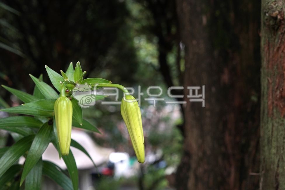참나리꽃,백합과,tigerlilly,식물,호랑나리,원예