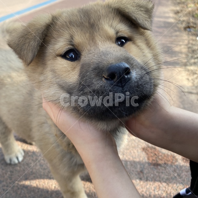 똥개,갈색강아지,길강아지,진돗개,강아지,dog,개,애완동물,pet,동물,animal,mammal,포유류,canine,애교,puppy,동물,animal,포유류,mammal,개,강아지,dog,doggy
