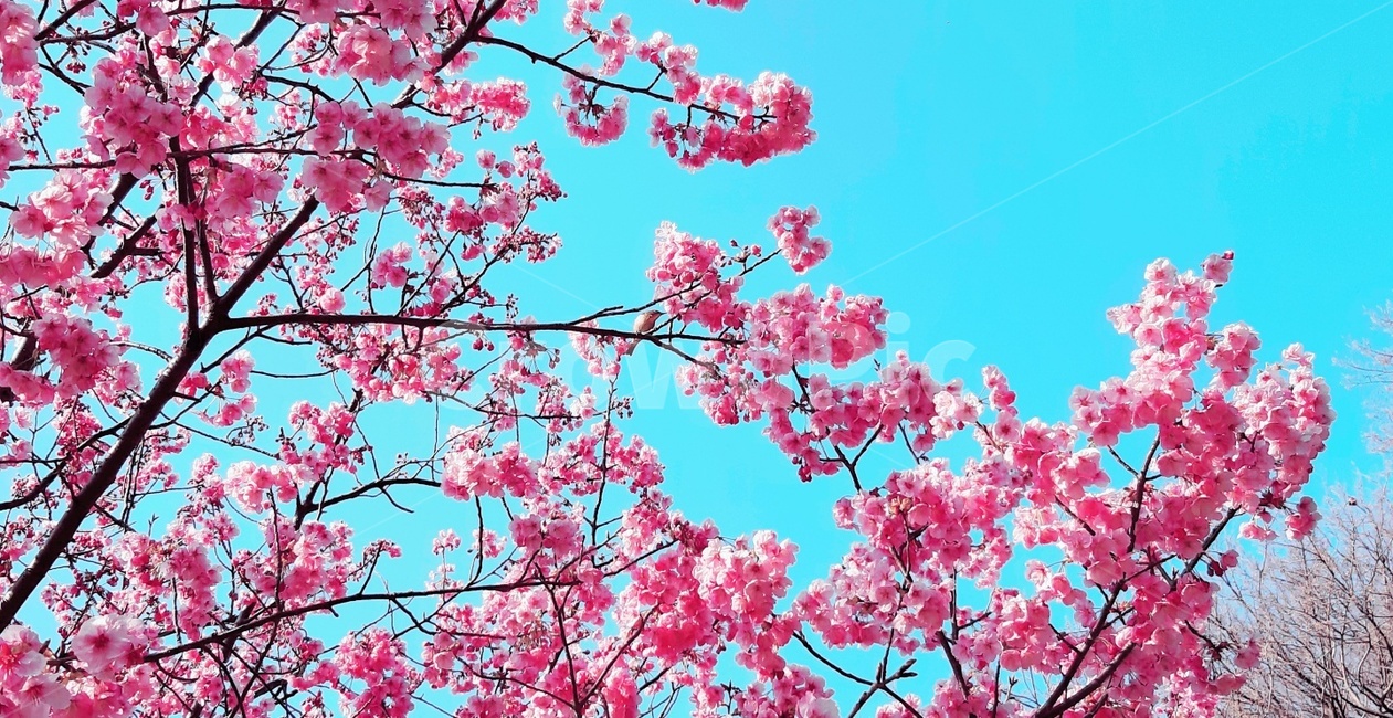 봄,spring,plant,식물,벚꽃,cherryblossoms,새