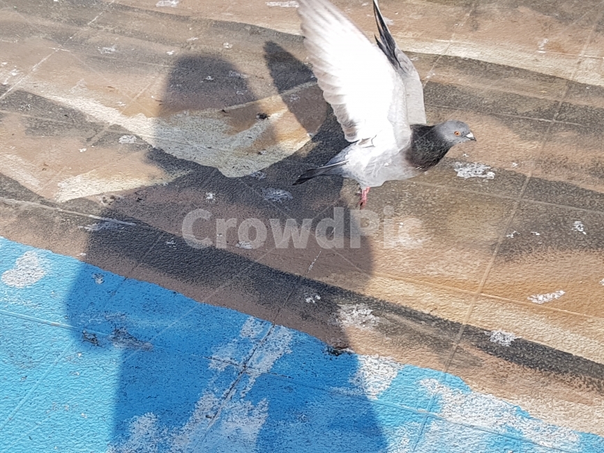 비둘기,부산,그림자,날개짓,새,연출사진,여행,동물,animal,조류,새,birds