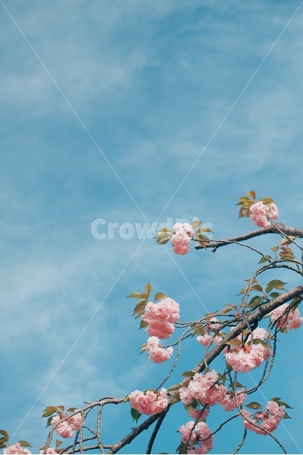 벚꽃,겹벚꽃,하늘,감성,꽃,봄,계절,spring,season,식물,자연,plants,nature,꽃,flower,감성,sensible,feeling,plant