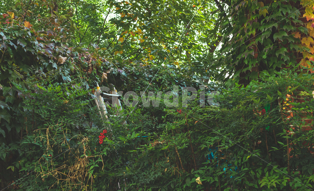 여름,초록색,감성,나뭇잎,숲,자연,풍경,nature,landscape,tree,나무,plant,식물