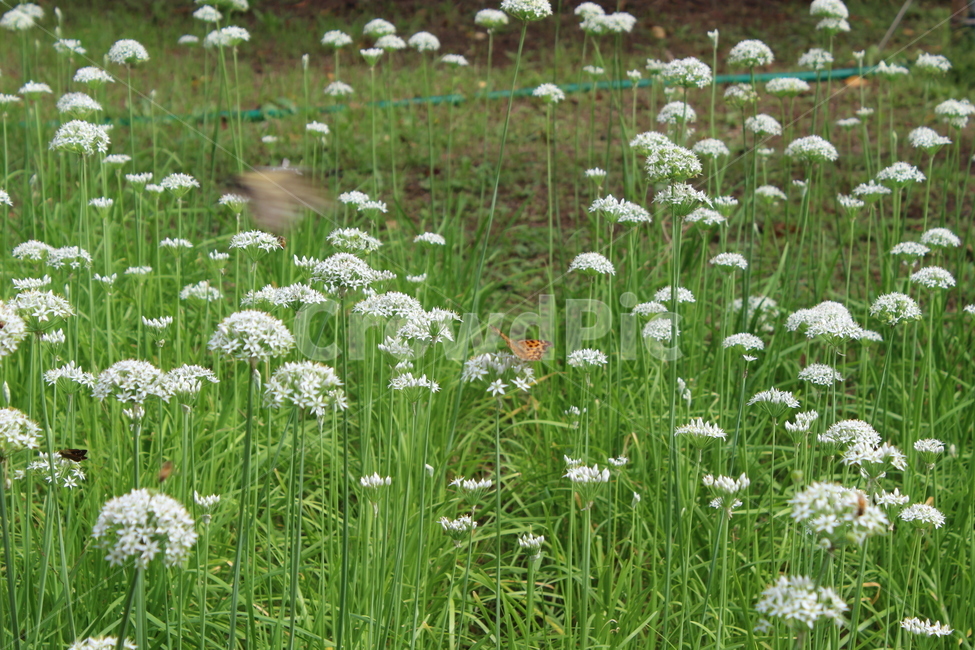 나비,자연,꽃,flower,butterfly