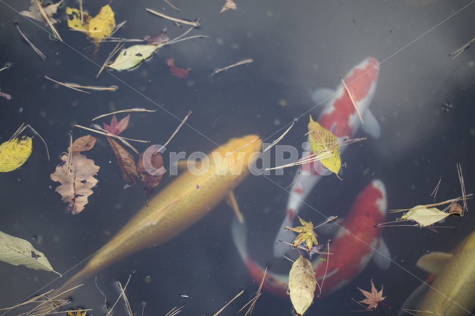 연못,잉어,물고기,비단잉어,관상어,가을,낙엽,칼라풀,노란잉어,헤엄,동물,animal,어류,물고기,fish