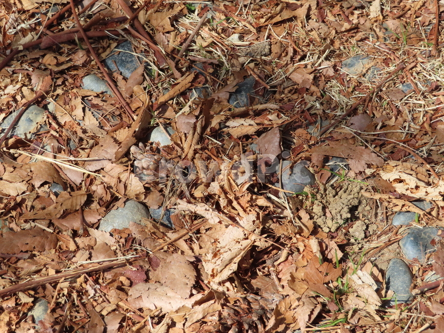 패턴,잔디,낙옆,가을,사계절,겨울잔디,갈색,식물,pattern,grass,deer,autumn,fourseasons,wintergrass,brown,plants,가을,계절,fall,autumn,season,ground,바닥