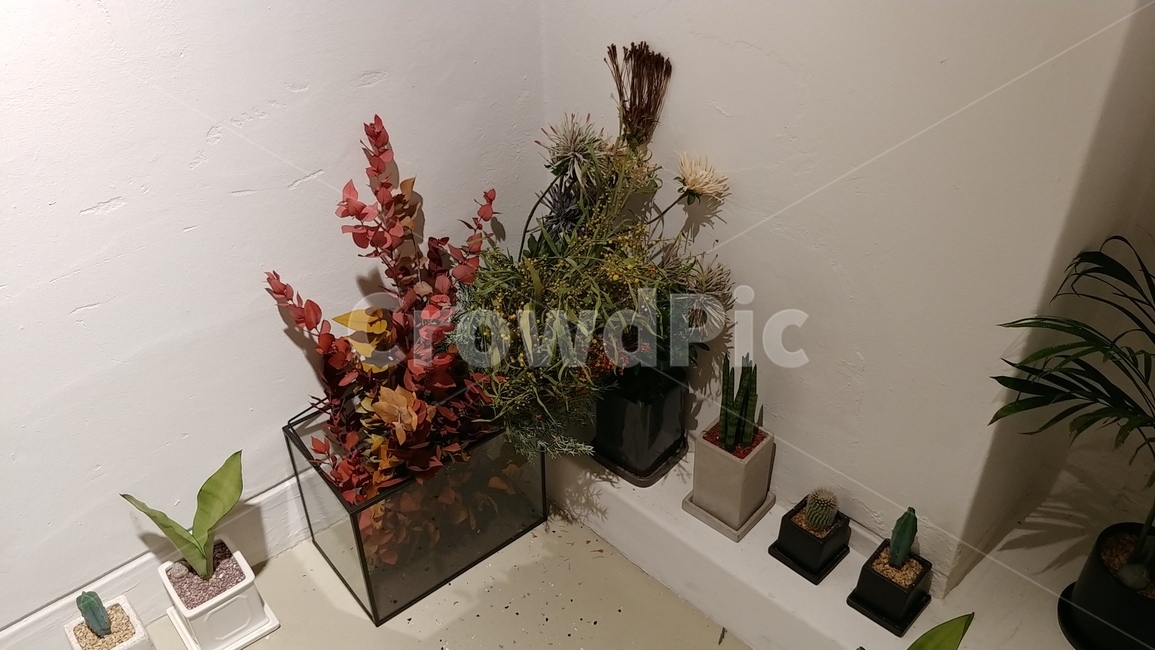 꽃,인테리어,식물,화분,조화,드라이플라워,난,흙,분위기,감성,카페,실내디자인,나열,자연,식물,자연,plants,nature,실내용화초,화분,화초,house plant